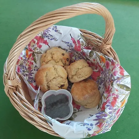 Peaceful Tranquil Alpaca Farm Wexford