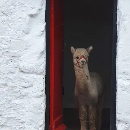 Peaceful Tranquil Alpaca Farm Apartament