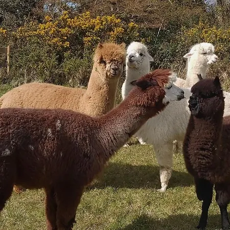 Peaceful Tranquil Alpaca Farm *