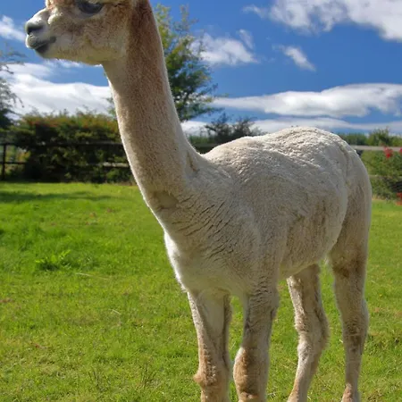 Peaceful Tranquil Alpaca Farm