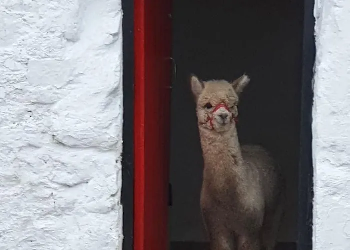 Peaceful Tranquil Alpaca Farm Appartement