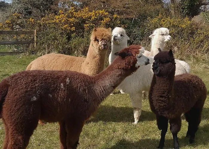 Peaceful Tranquil Alpaca Farm *