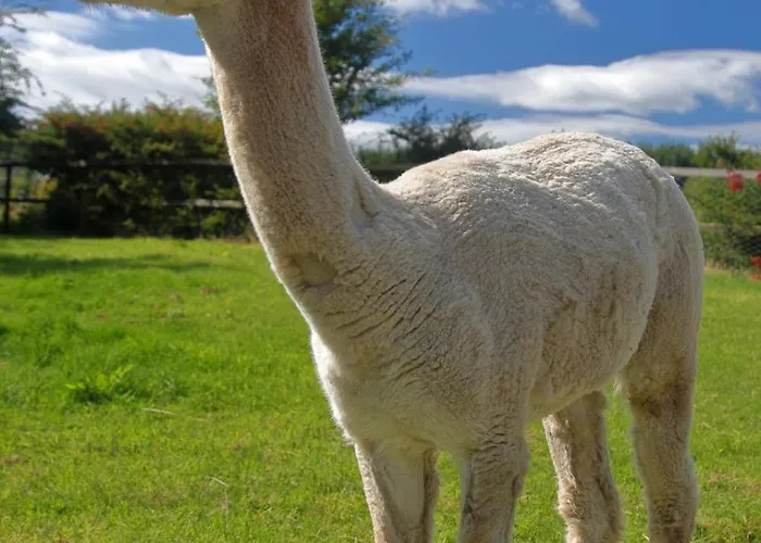 Peaceful Tranquil Alpaca Farm
